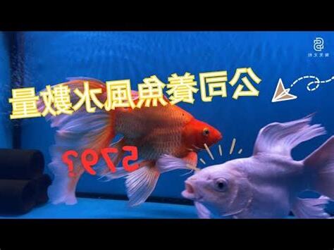 魚缸數量 風水